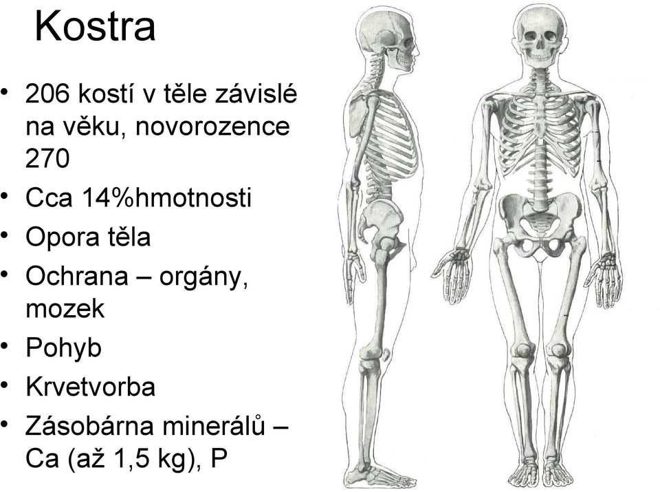 Opora těla Ochrana orgány, mozek Pohyb