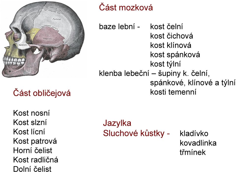 kost klínová kost spánková kost týlní klenba lebeční šupiny k.