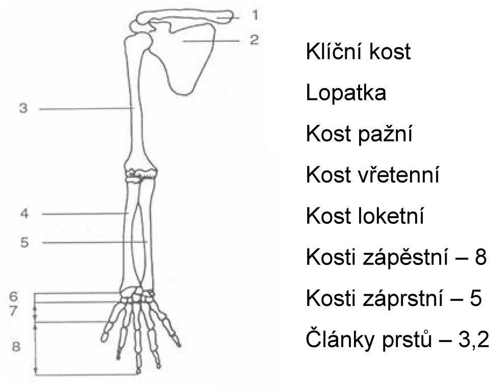 loketní Kosti zápěstní 8