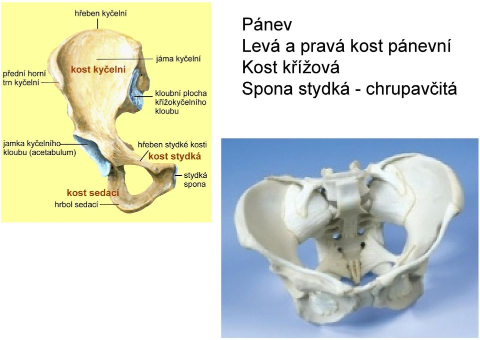 pánevní Kost