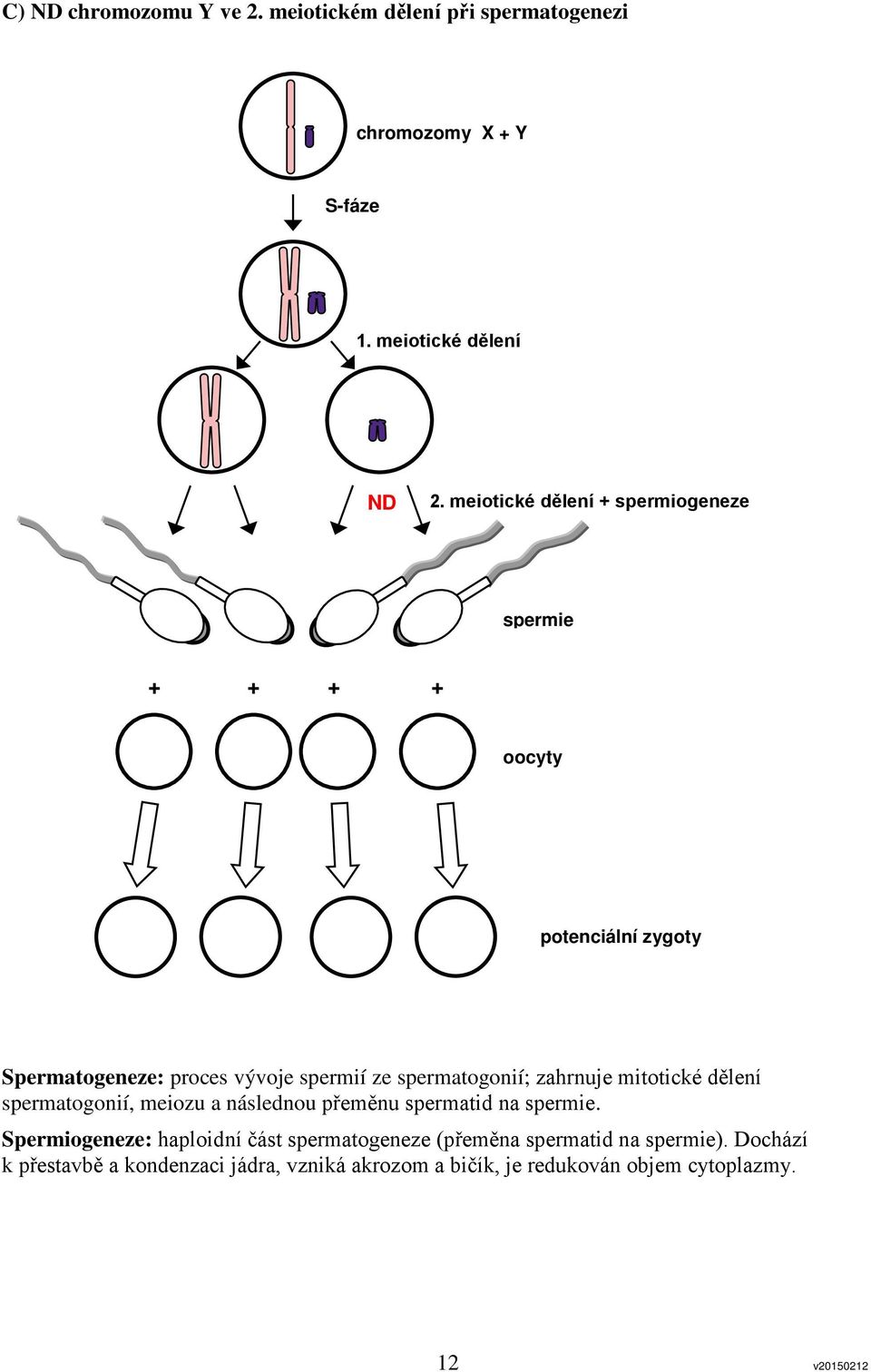 spermatogonií; zahrnuje mitotické dělení spermatogonií, meiozu a následnou přeměnu spermatid na spermie.