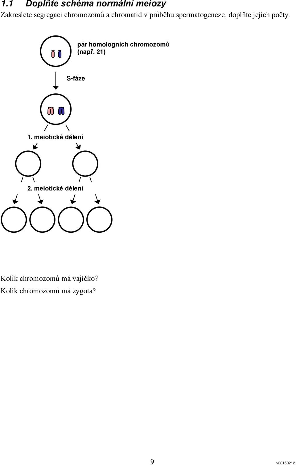 pár homologních chromozomů (např. 21) S-fáze 1. meiotické dělení 2.