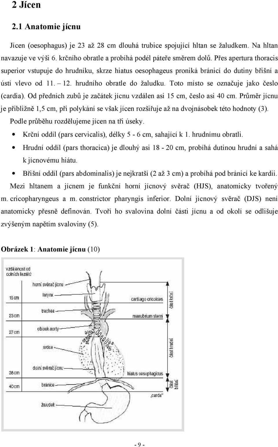 Toto místo se označuje jako česlo (cardia). Od předních zubů je začátek jícnu vzdálen asi 15 cm, česlo asi 40 cm.