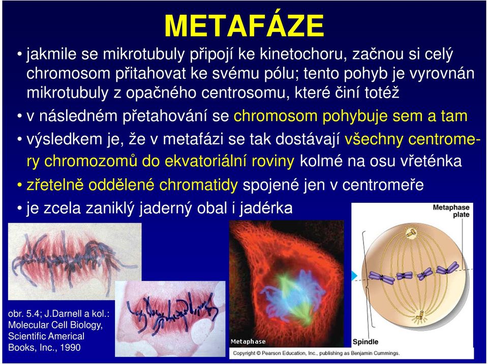 se tak dostávají všechny centromery chromozomů do ekvatoriální roviny kolmé na osu vřeténka zřetelně oddělené chromatidy spojené jen v