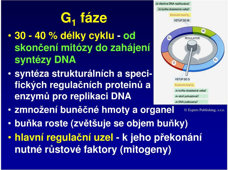 zmnožení buněčné hmoty a organel buňka roste (zvětšuje se objem buňky) hlavní