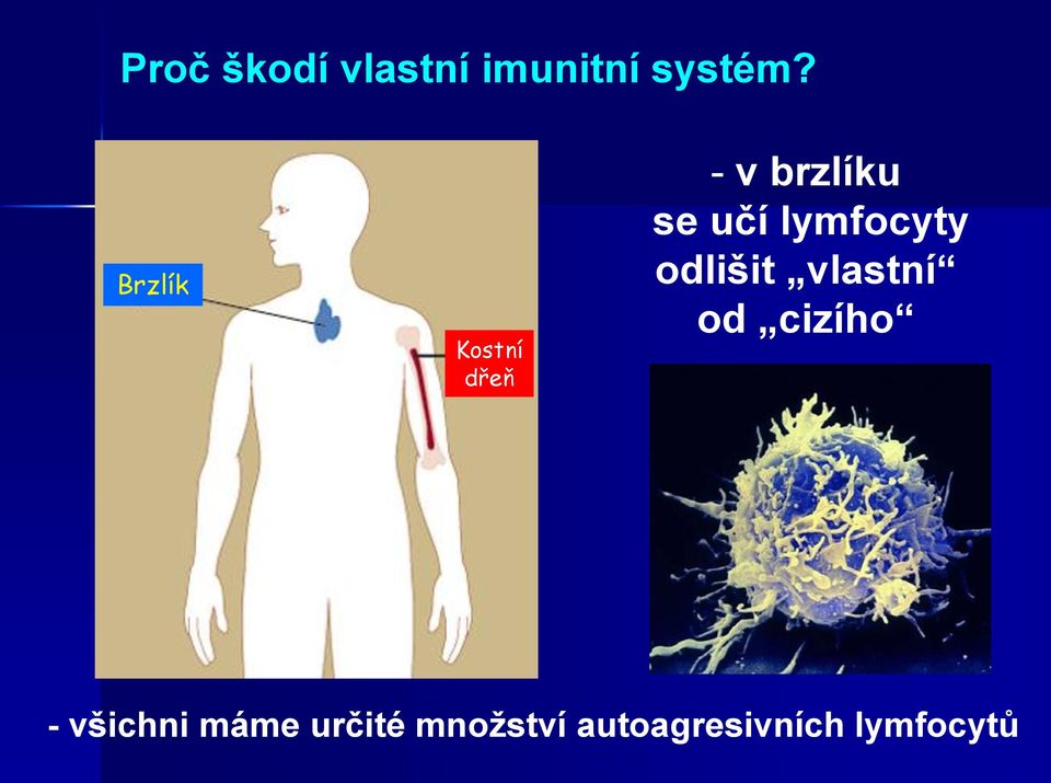 lymfocyty odlišit vlastní od cizího -