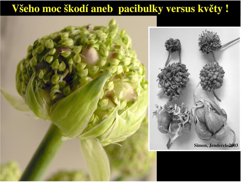 versus květy!