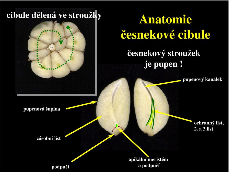 pupenový kanálek pupenová šupina ochranný list,