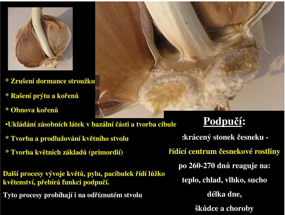 pacibulek řídí lůžko květenství, přebírá funkci podpučí.