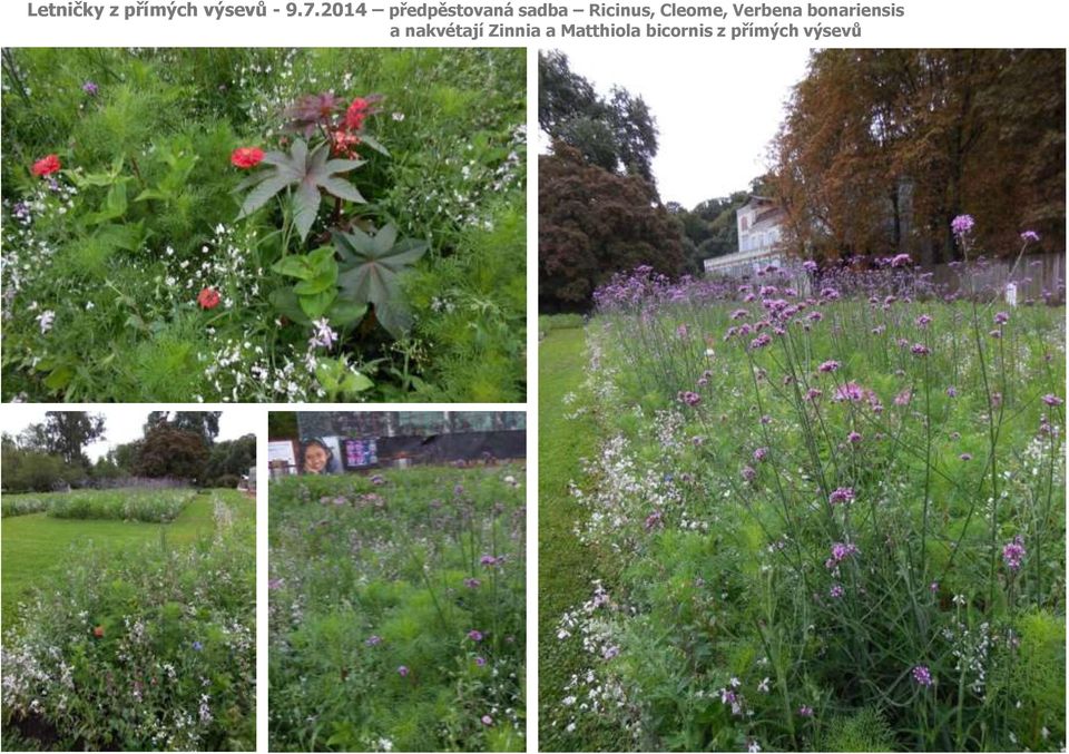 Cleome, Verbena bonariensis a