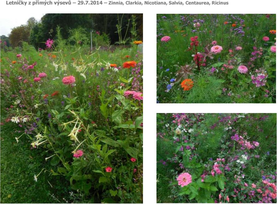 2014 Zinnia, Clarkia,