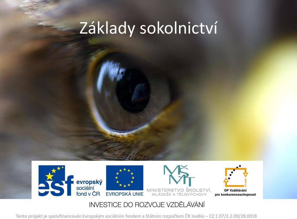 Základy sokolnictví. Tento projekt je spolufinancován Evropským sociálním  fondem a Státním rozpočtem ČR InoBio CZ.1.07/2.2.00/28. - PDF Free Download