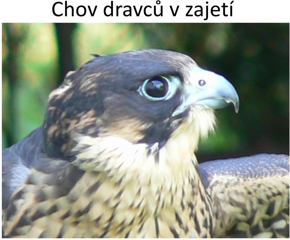 zajetí