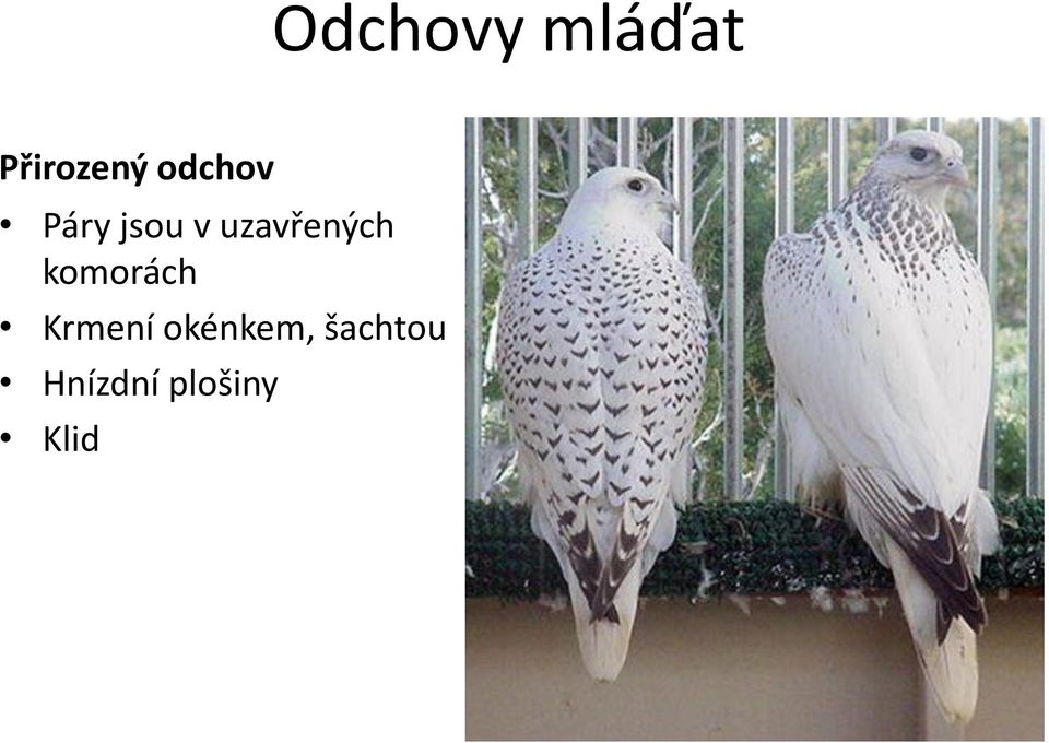 uzavřených komorách Krmení