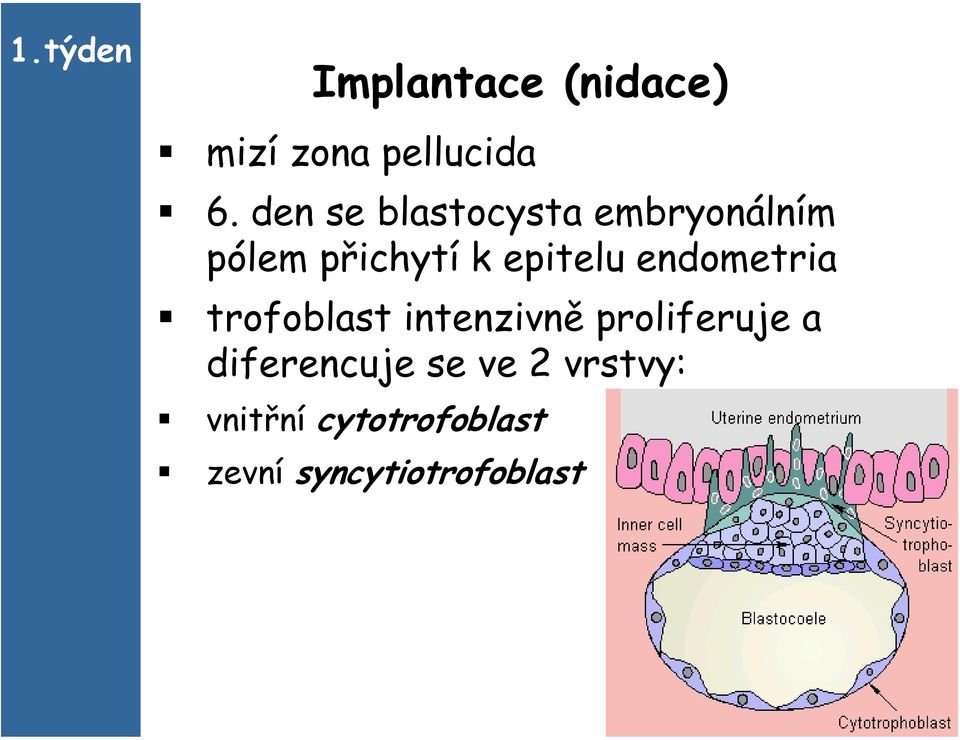 endometria trofoblast intenzivně proliferuje a