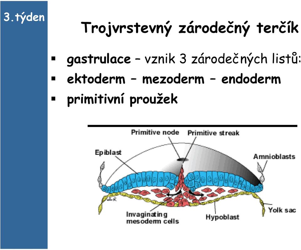 zárodečných listů: ektoderm