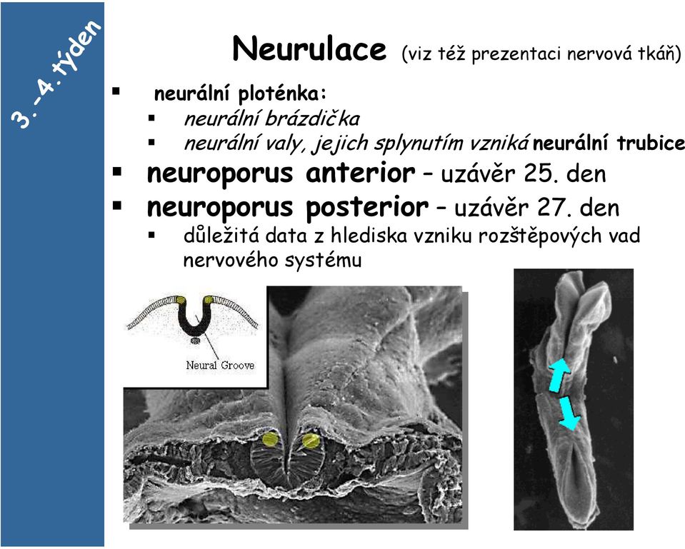 neurální trubice neuroporus anterior uzávěr 25.