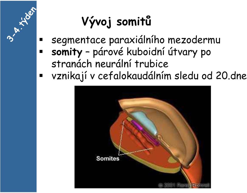 kuboidní útvary po stranách neurální