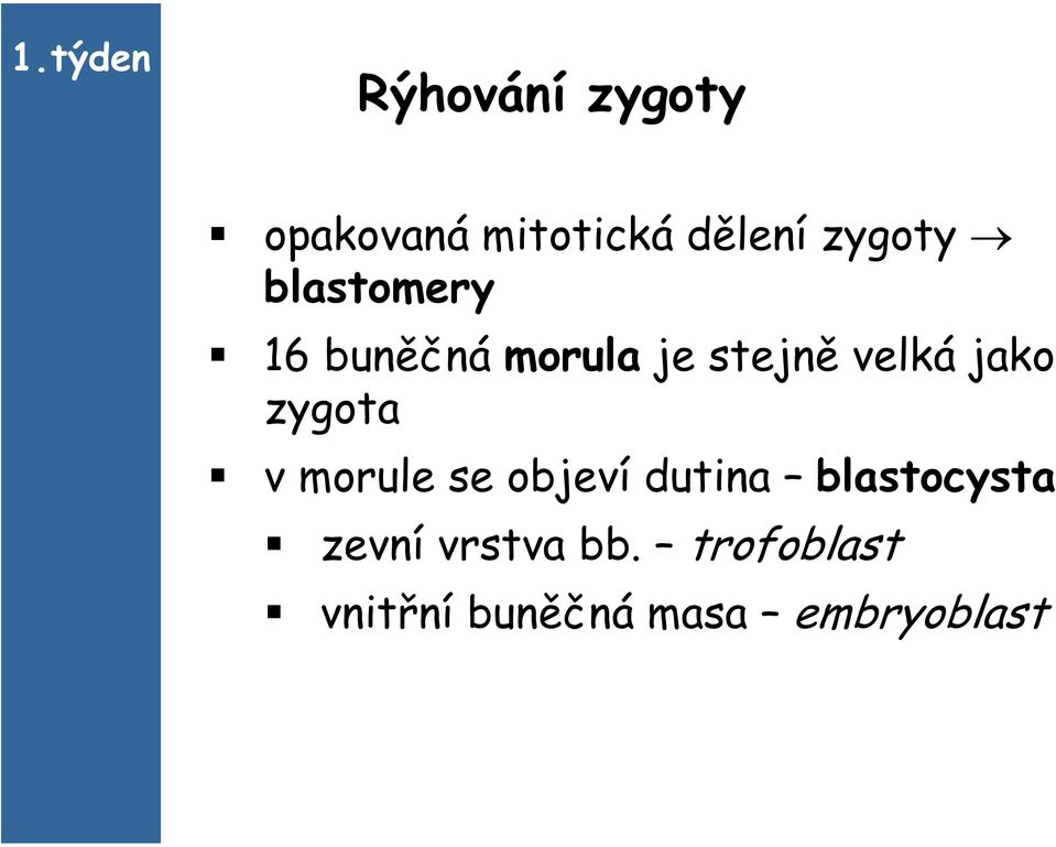 jako zygota v morule se objeví dutina blastocysta