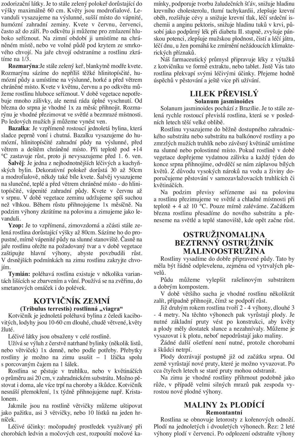 Na jaře chvojí odstraníme a rostlinu zkrátíme na 1/3. Rozmarýna:Je stále zelený keř, blankytně modře kvete.