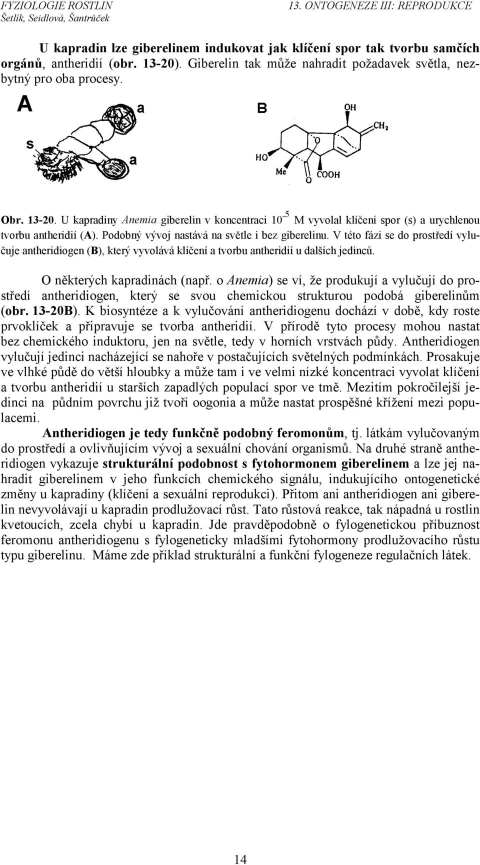 Podobný vývoj nastává na světle i bez giberelinu. V této fázi se do prostředí vylučuje antheridiogen (B), který vyvolává klíčení a tvorbu antheridií u dalších jedinců. O některých kapradinách (např.