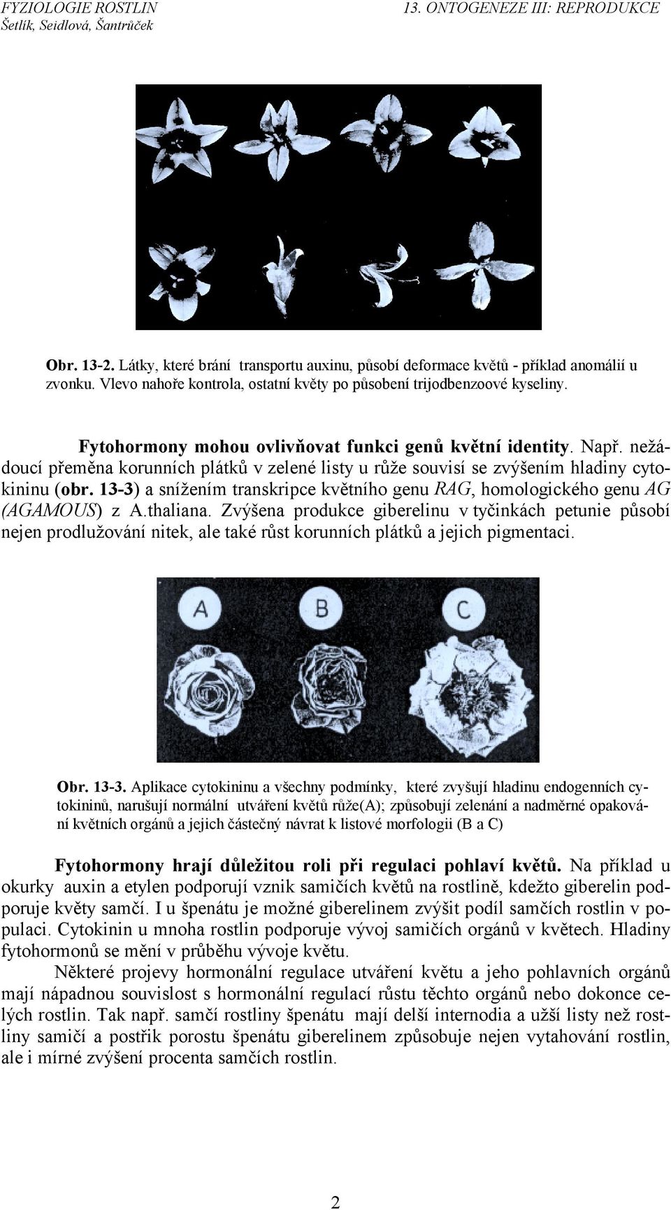 13-3) a snížením transkripce květního genu RAG, homologického genu AG (AGAMOUS) z A.thaliana.