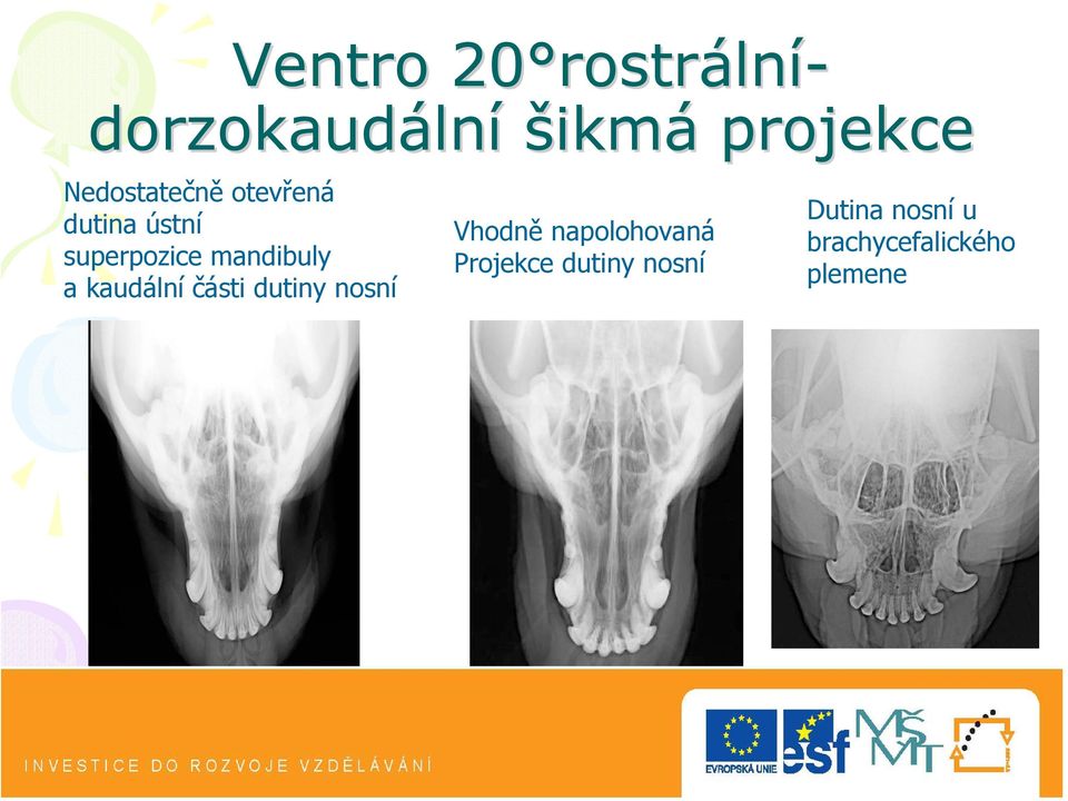 mandibuly a kaudální části dutiny nosní Vhodně