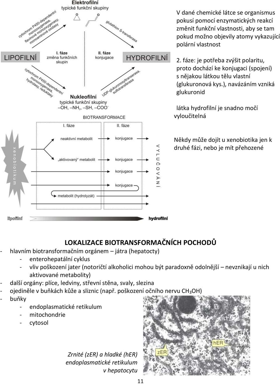 ), navázáním vzniká glukuronid látka hydrofilní je snadno močí vyloučitelná Někdy může dojít u xenobiotika jen k druhé fázi, nebo je mít přehozené LOKALIZACE BIOTRANSFORMAČNÍCH POCHODŮ - hlavním