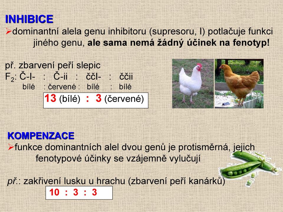 zbarvení peří slepic F 2 : Č-I- : Č-ii : čči- : ččii bílé : červené : bílé : bílé 13 (bílé) : 3