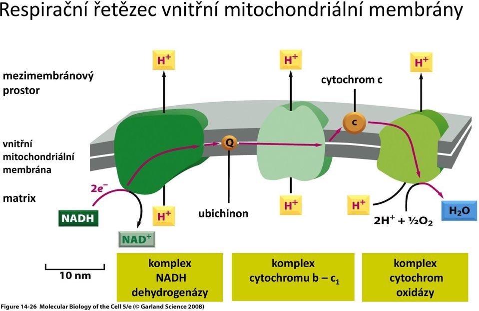 mitochondriální membrána matrix ubichinon komplex