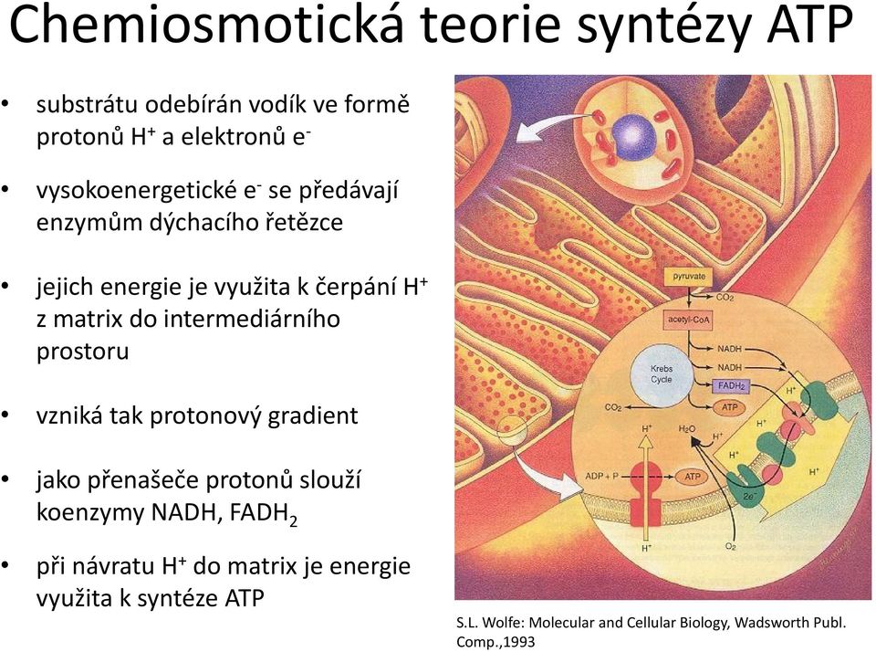 do intermediárního prostoru vzniká tak protonový gradient jako přenašeče protonů slouží koenzymy NADH, FADH 2