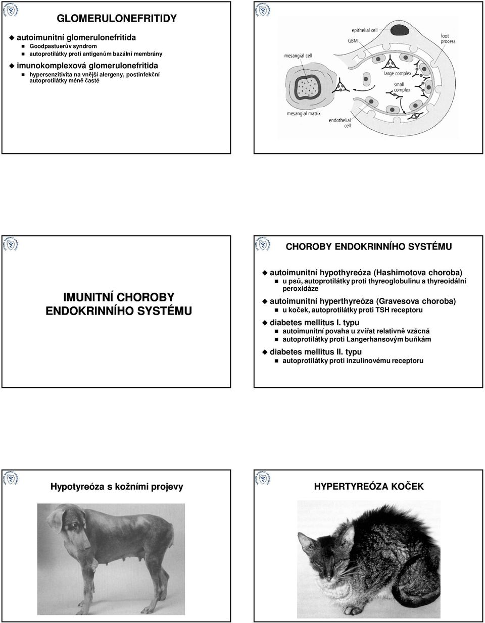 proti thyreoglobulinu a thyreoidální peroxidáze autoimunitní hyperthyreóza (Gravesova choroba) u koček, autoprotilátky proti TSH receptoru diabetes mellitus I.