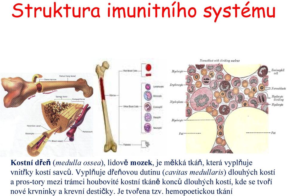 Vyplňuje dřeňovou dutinu (cavitas medullaris) dlouhých kostí a pros-tory mezi