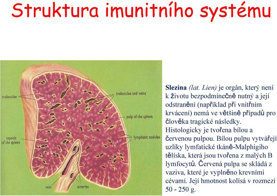 většině případů pro člověka tragické následky. Histologicky je tvořena bílou a červenou pulpou.