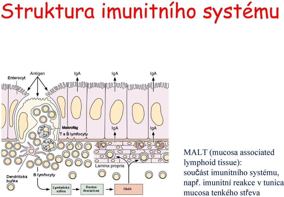 součást imunitního systému, např.