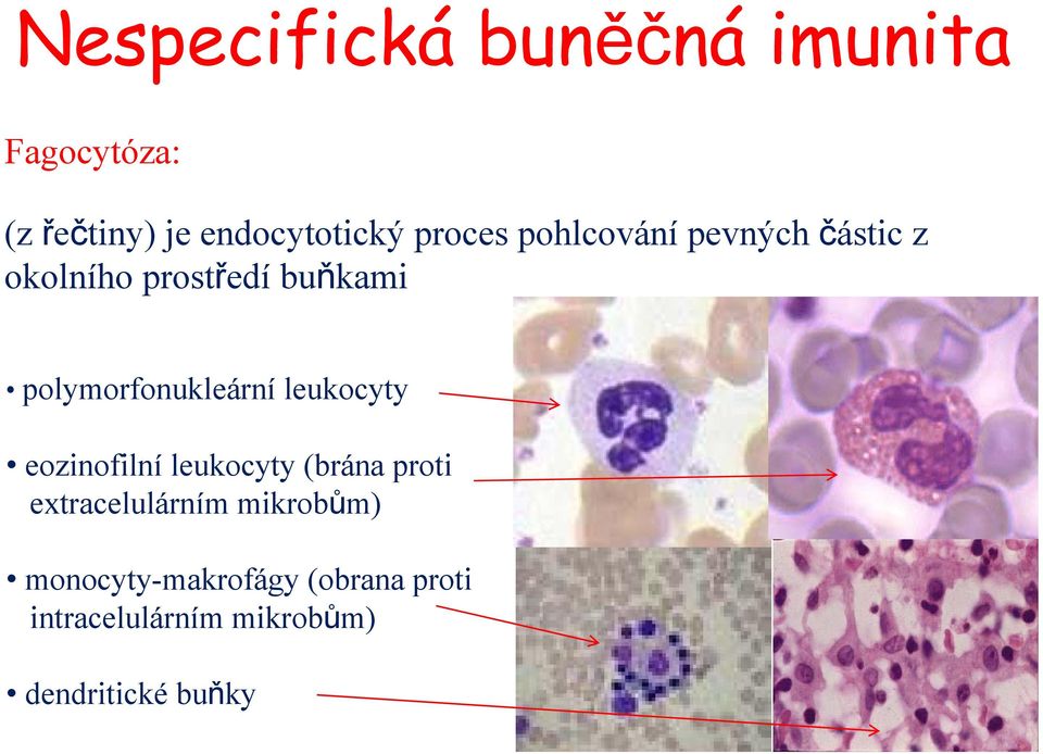 polymorfonukleární leukocyty eozinofilní leukocyty (brána proti