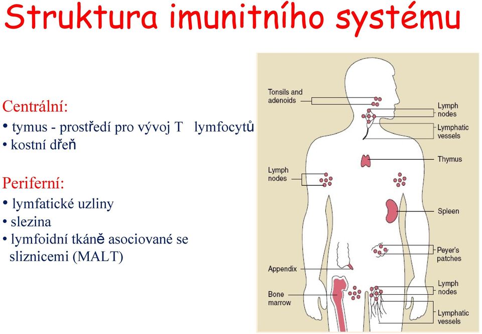 kostní dřeň Periferní: lymfatické uzliny