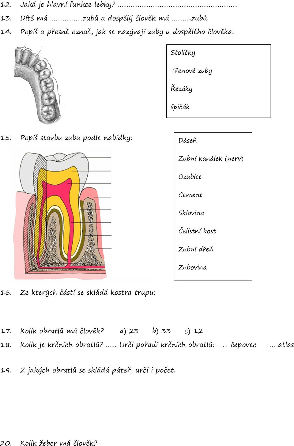 Popiš stavbu zubu podle nabídky: Dáseň Zubní kanálek (nerv) Ozubice Cement Sklovina Čelistní kost Zubní dřeň Zubovina 16.