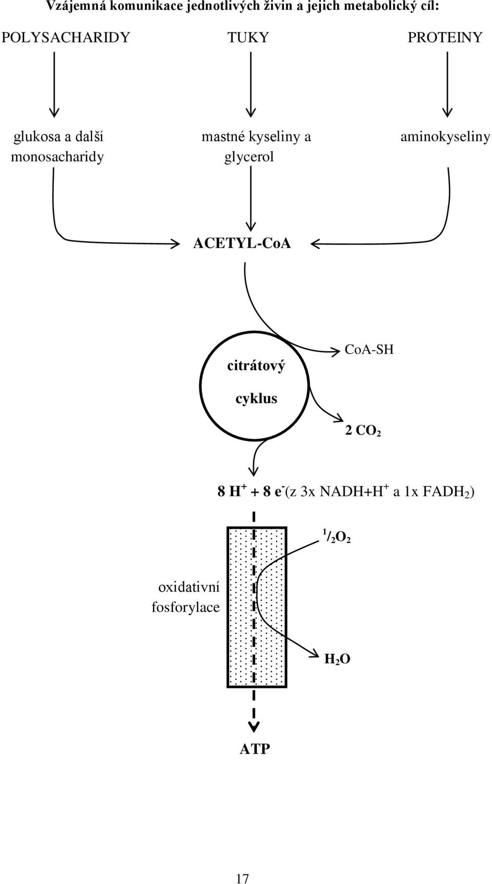 aminokyseliny monosacharidy glycerol ACETYL-CoA citrátový CoA-SH cyklus 2