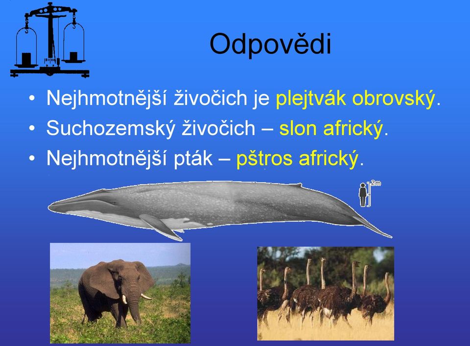 Suchozemský živočich slon