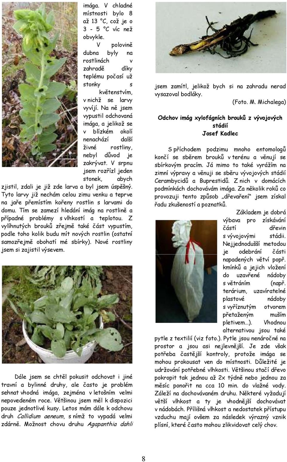 V srpnu jsem rozřízl jeden stonek, abych zjistil, zdali je již zde larva a byl jsem úspěšný. Tyto larvy již nechám celou zimu venku a teprve na jaře přemístím kořeny rostlin s larvami do domu.