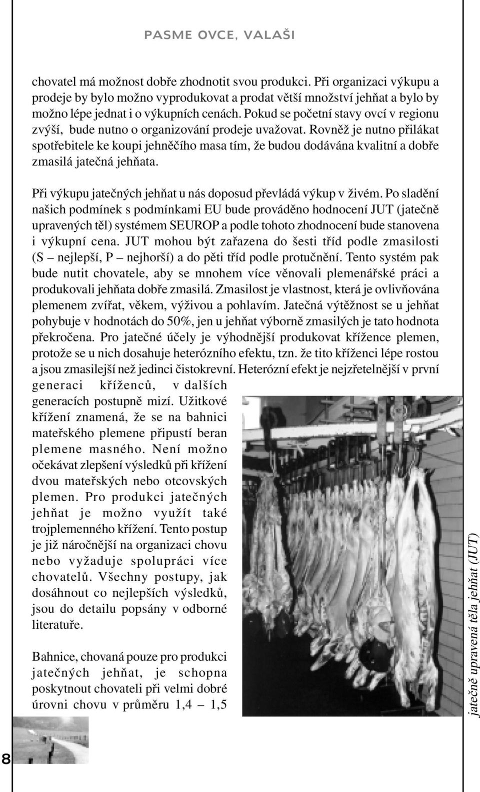 Rovněž je nutno přilákat spotřebitele ke koupi jehněčího masa tím, že budou dodávána kvalitní a dobře zmasilá jatečná jehňata. Při výkupu jatečných jehňat u nás doposud převládá výkup v živém.