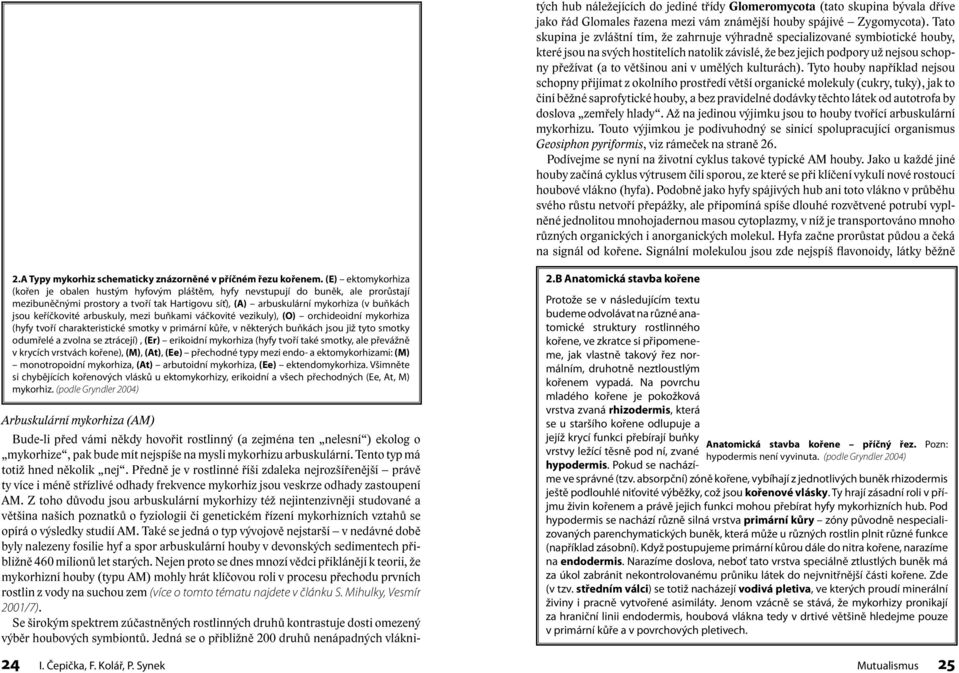 keříčkovité arbuskuly, mezi buňkami váčkovité vezikuly), (O) orchideoidní mykorhiza (hyfy tvoří charakteristické smotky v primární kůře, v některých buňkách jsou již tyto smotky odumřelé a zvolna se