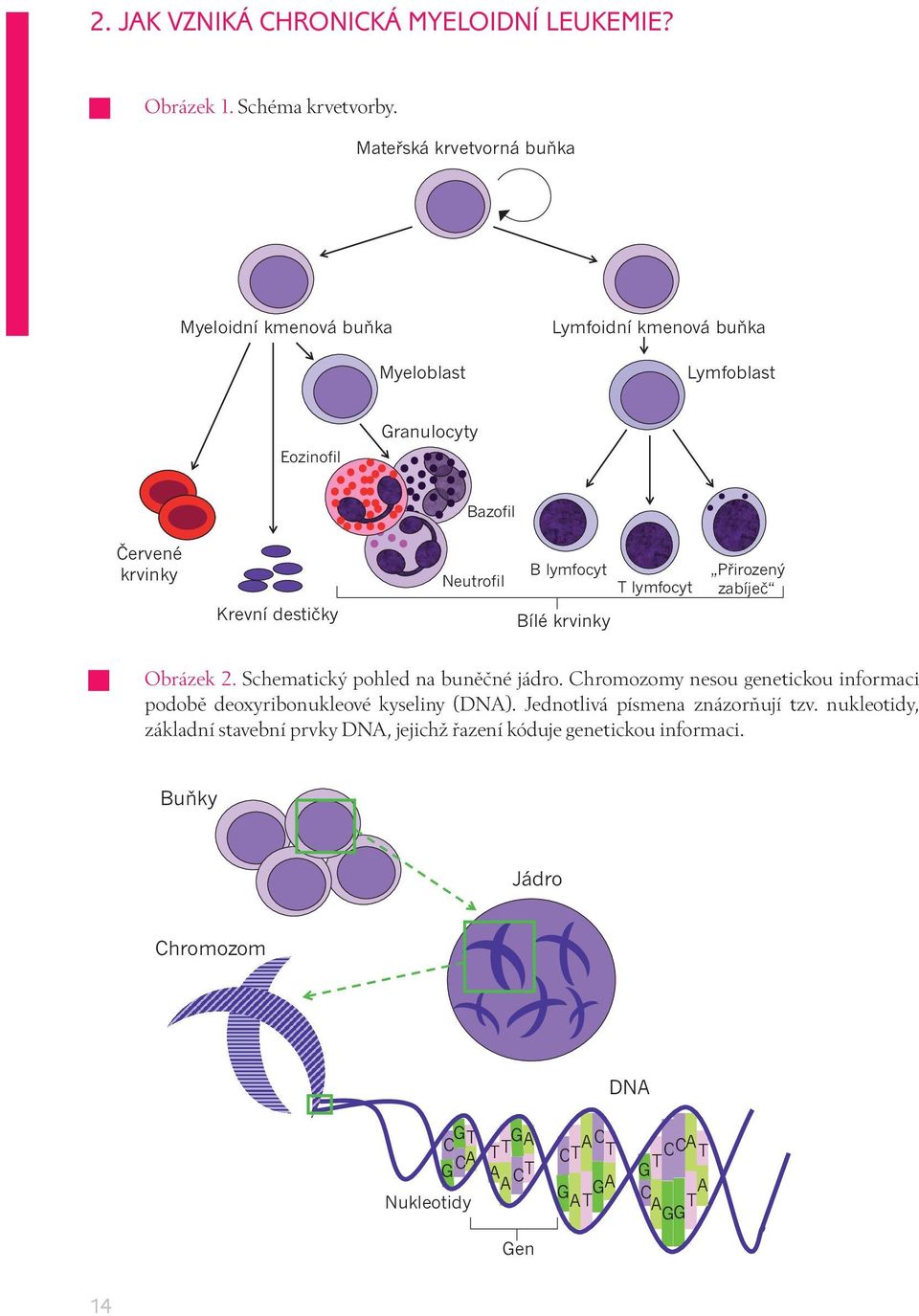Neutrofil B lymfocyt Bílé krvinky T lymfocyt Přirozený zabíječ Obrázek 2. Schematický pohled na buněčné jádro.