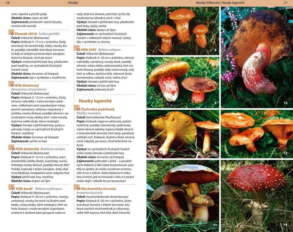 Přírodou východního Krušnohoří. Přehled rostlin a živočichů. východního  Krušnohoří více než 750 druhů - PDF Free Download