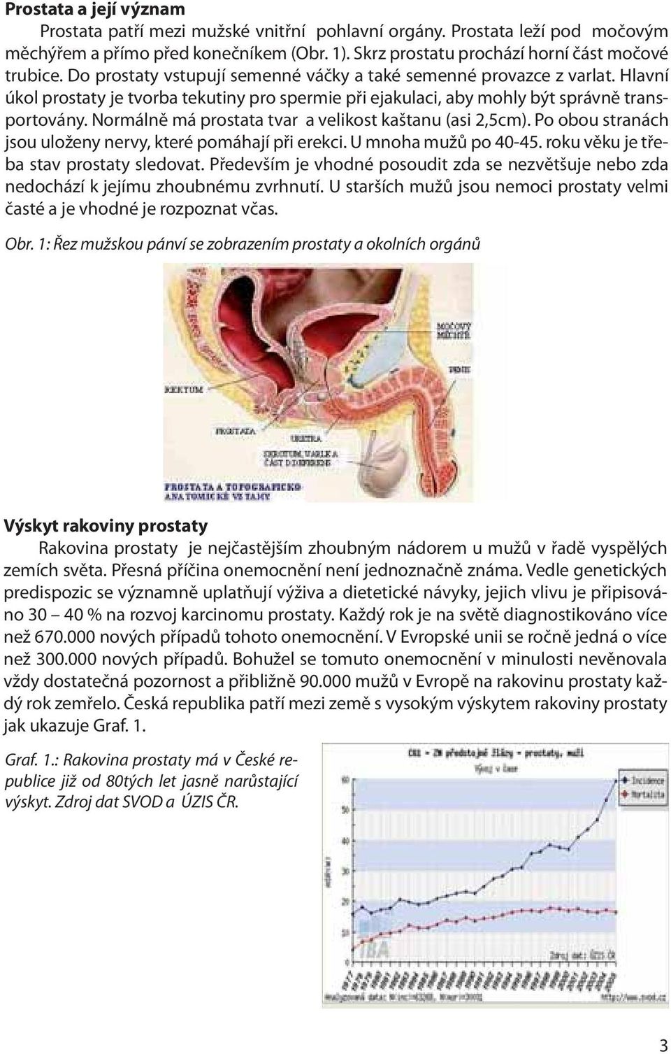 Normálně má prostata tvar a velikost kaštanu (asi 2,5cm). Po obou stranách jsou uloženy nervy, které pomáhají při erekci. U mnoha mužů po 40-45. roku věku je třeba stav prostaty sledovat.