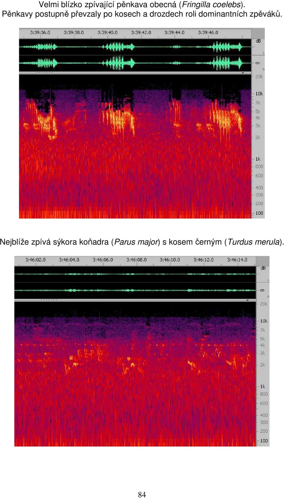 Pěnkavy postupně převzaly po kosech a drozdech roli