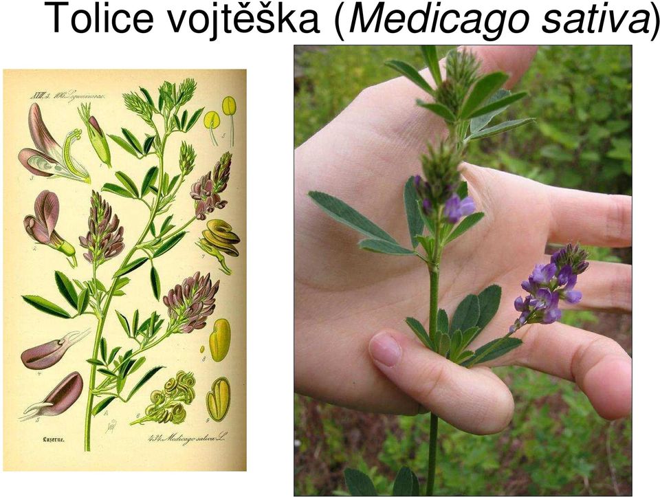 (Medicago