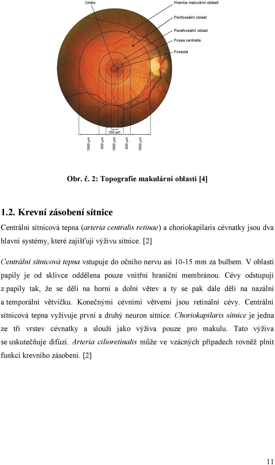 Cévy odstupují z papily tak, že se dělí na horní a dolní větev a ty se pak dále dělí na nazální a temporální větvičku. Konečnými cévními větvemi jsou retinální cévy.