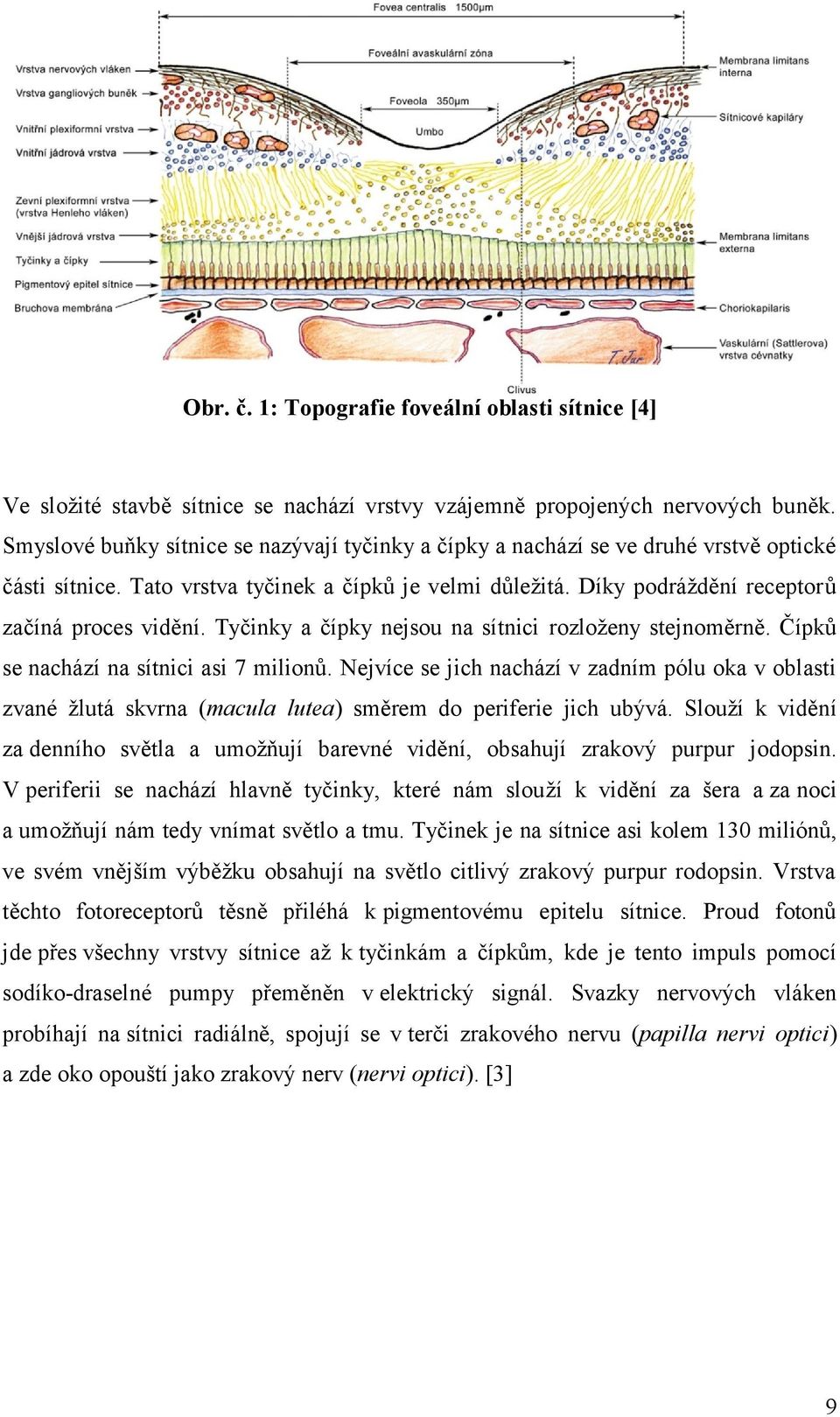 Tyčinky a čípky nejsou na sítnici rozloženy stejnoměrně. Čípků se nachází na sítnici asi 7 milionů.